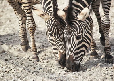 Close-up of zebras outdoors