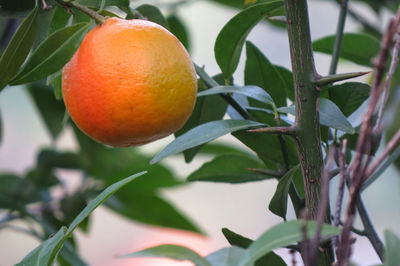 Close-up of orange fruit on tree