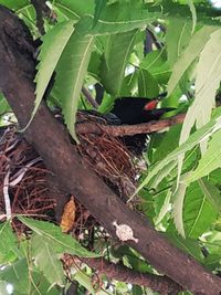 High angle view of bird in nest