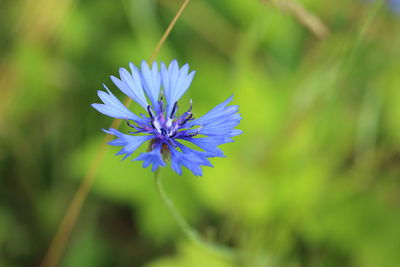 Close-up of purple flowering plant