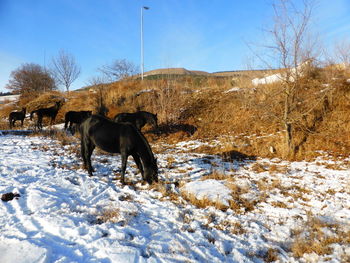 Horse standing on snow covered field