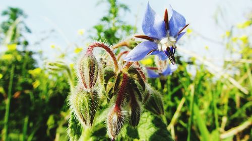 Close-up of insect on flower