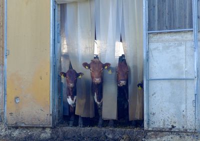 Cows looking through curtain at barn