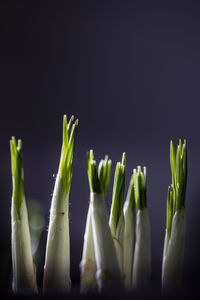 Close-up of plants against black background