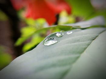 Close-up of water drops on leaf