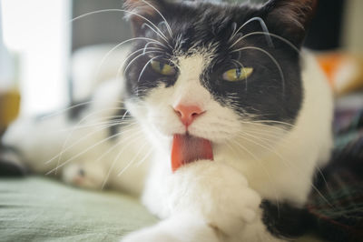 Close-up portrait of cat at home