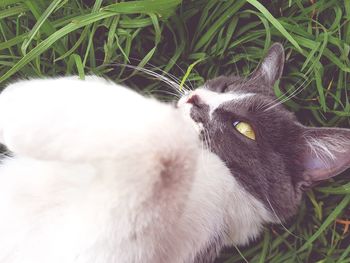 Portrait of cat on field