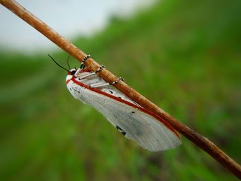 Close-up of insect on twig