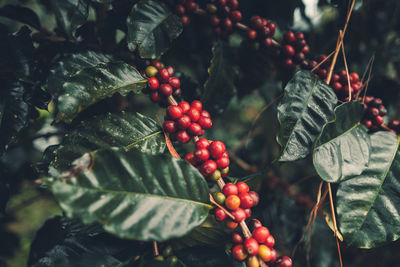 Close-up of red berries growing on coffee plant