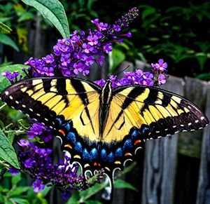 Close-up of butterfly pollinating on purple flower