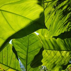 Full frame shot of leaf