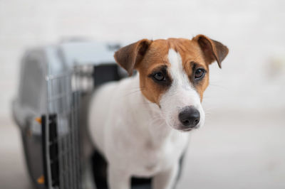 Close-up portrait of dog