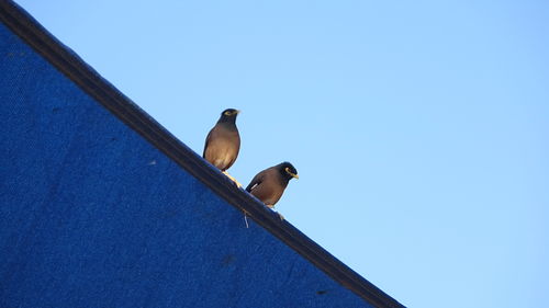 Low angle view of birds perching on metal against sky
