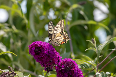 Close-up of butterfly pollinating on purple flower