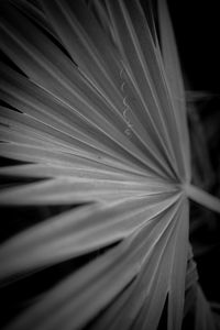 Full frame shot of palm leaves