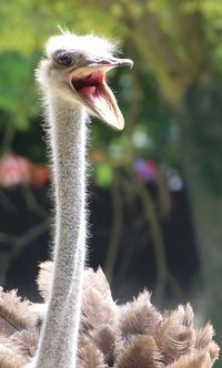 Close-up of ostrich