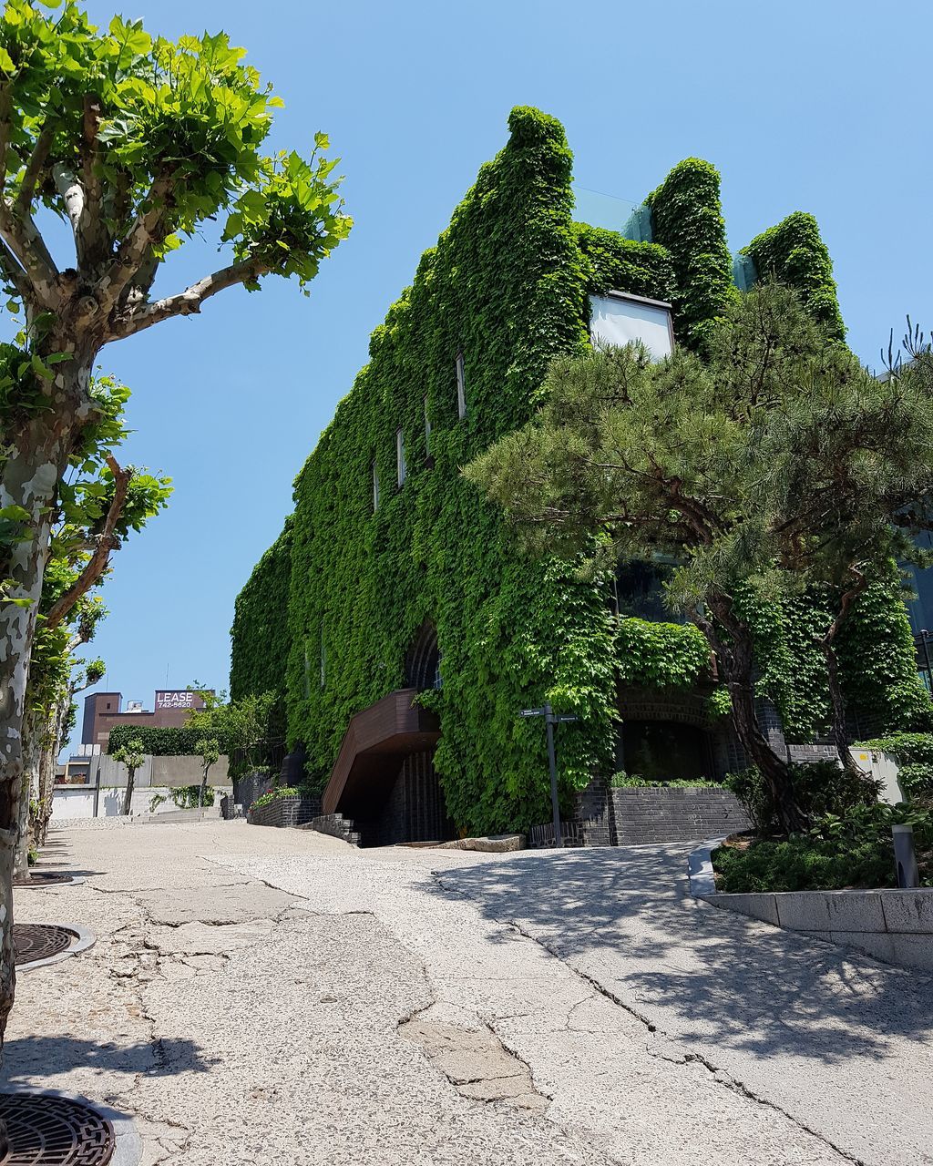 tree, growth, day, sunlight, outdoors, nature, plant, green color, no people, clear sky, architecture, sky