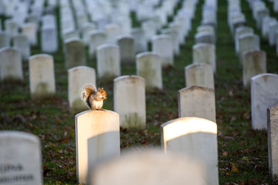 View of a cemetery