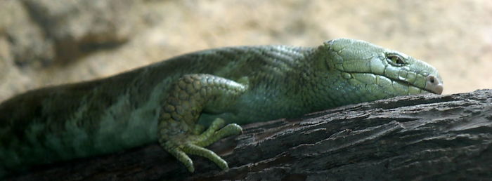 Close-up of lizard