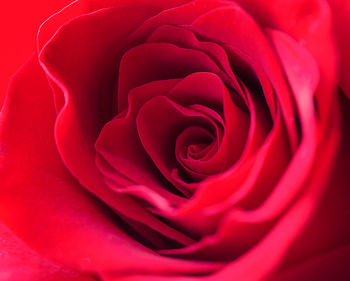 Red rose. selective focus. macro