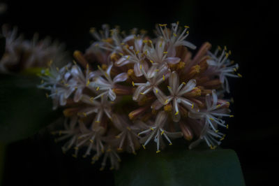 Close-up of flower over black background