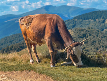 Cow grazes on pasture in mountains