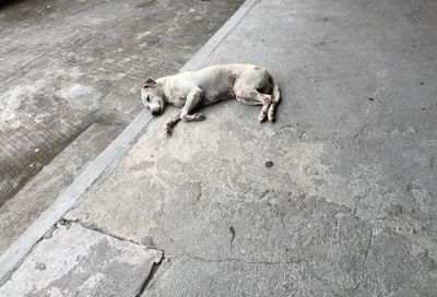 Dog with dog in background