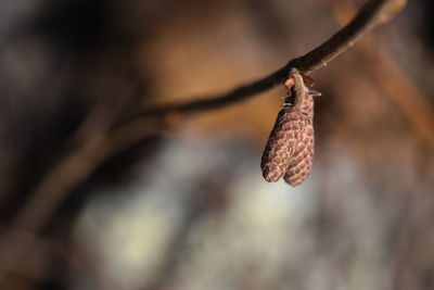 Close-up of male hazelnut catkins on branch.