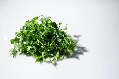 Close-up of leaf over white background