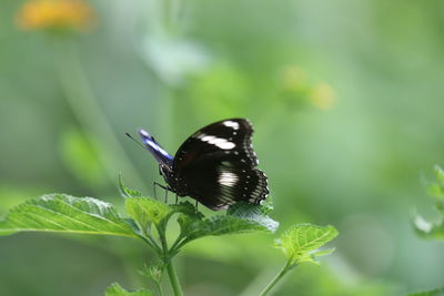 Close-up of butterfly on leaf