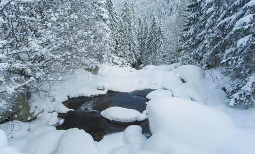 Snow covered trees in forest