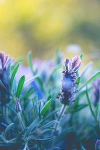 Close-up of purple flowering plant