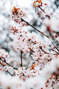 Close-up of cherry blossom tree