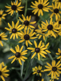 Close-up of yellow flowers