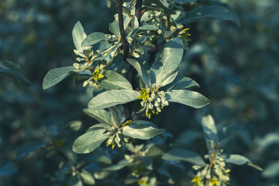 Close-up of flowering plant