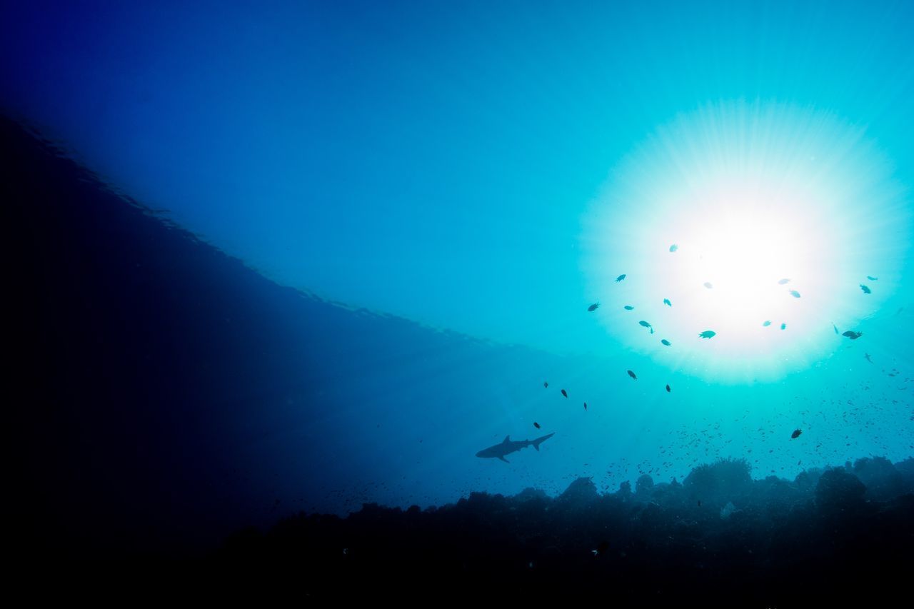 VIEW OF FISH UNDERWATER