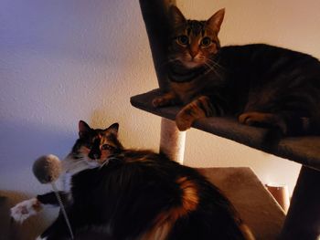 Cats in cat tree