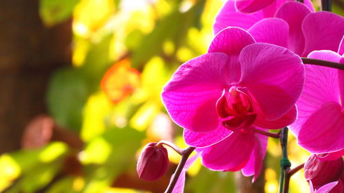 Close-up of pink flowers blooming outdoors