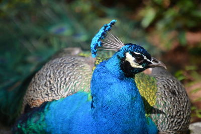 Close-up of peacock perching outdoors