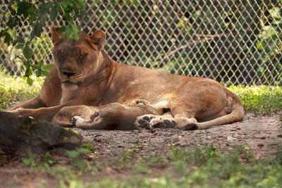 Nursing female african lioness panthera leo feeding her young cubs in the shade.