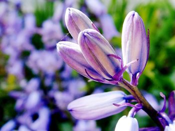 Close-up of purple flowers