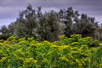 Close-up of fresh green plants against sky