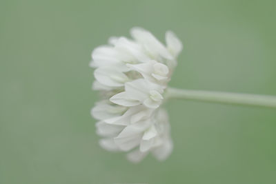 Close-up of white flower against green background