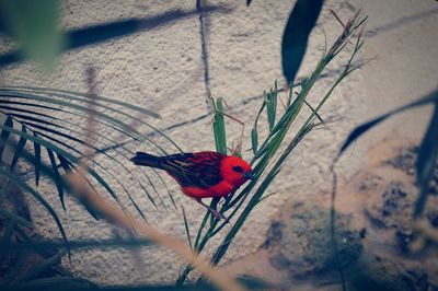 Close-up of red wall