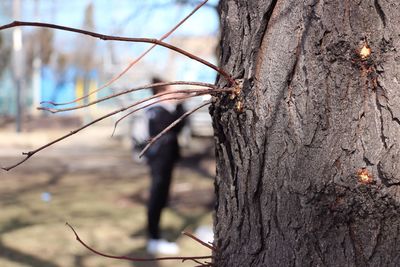 Close-up of tree trunk