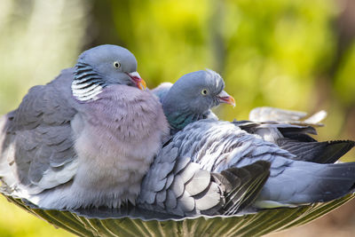 Close-up of pigeons perching