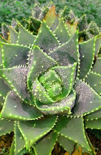 Close-up of wet plant