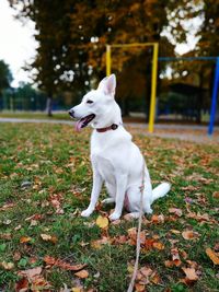 Beautiful white dog in autumn. background.