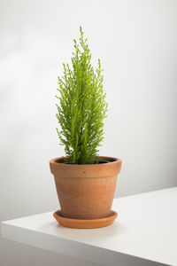 plant