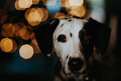 Close-up portrait of a dalmatian dog
